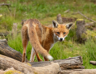 Fox in the forest during daylight