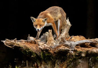 Close up of a fox eating with black background
