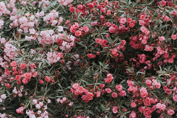 Close-up of a blooming oleander bush with pink and red flowers. The lush greenery and vibrant...