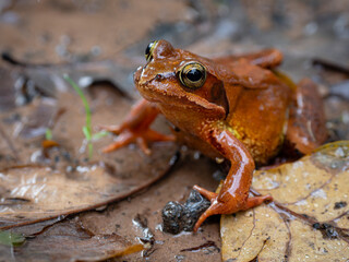 Common frog (Rana temporaria parvipalmata), Ucieda oak forest, Saja-Besaya natural park, Cantabria, Spain