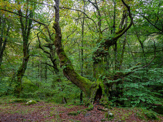 Obraz premium parque natural del Saja-Besaya, Cantabria, Spain