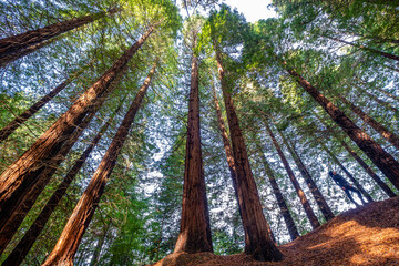 Redwoods of Monte Cabezón are , Protected Natural Area, Cabezón de la Sal, Cantabria, Spain