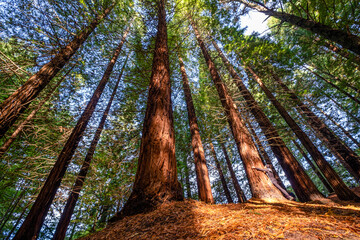 Redwoods of Monte Cabezón are , Protected Natural Area, Cabezón de la Sal, Cantabria, Spain
