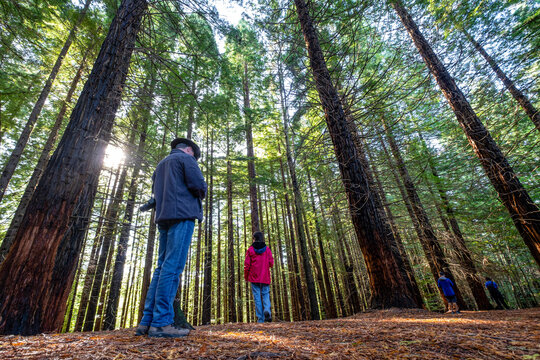 Redwoods of Monte Cabez&oacute;n are , Protected Natural Area, Cabez&oacute;n de la Sal, Cantabria, Spain