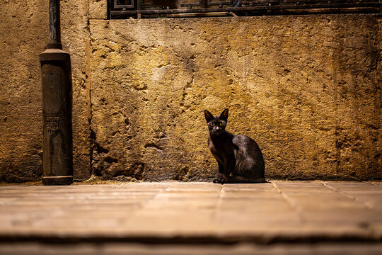 A black cat sitting in an alleyway at night, lit by a street lamp. The scene captures the mysterious and quiet atmosphere of the urban night.