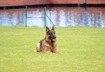 A dog is playing on the grass