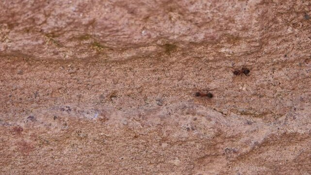 Cinemagraph loop: ants are crawling along the brown wall.