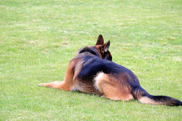 A dog is playing on the grass