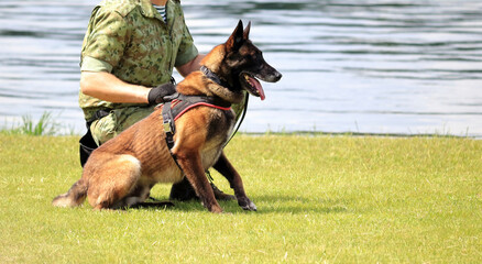 A dog is playing on the grass