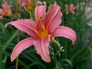 Pink Day-lily (Hemerocallis fulva) in garden, Madrid Spain. 
