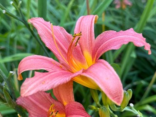 Pink Day-lily (Hemerocallis fulva) in garden, Madrid Spain. 

