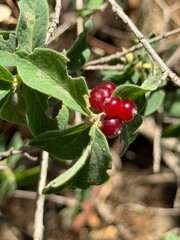 Poisonous fly agaric fruits Lonicera xylosteum .Close up.