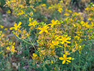 Obraz premium Hypericum perforatum, known as St John's wort, common or perforate St John's-wort. close up.