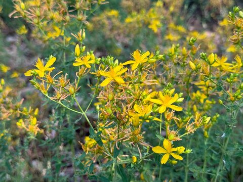 Hypericum perforatum, known as St John's wort, common or perforate St John's-wort. close up.