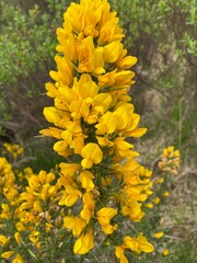 yellow flowers in the garden