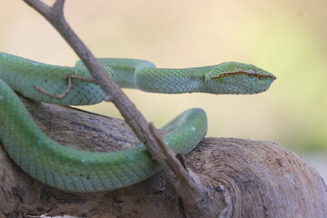 snake, viper snake, viper tropidolaemus subannulatus perched on a dry wood grove in the forest of Kalimantan

