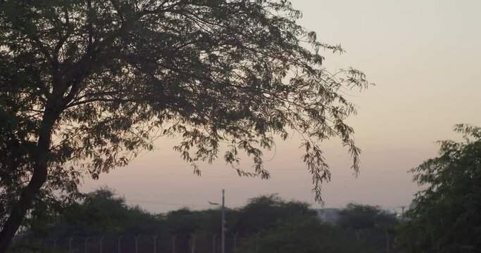 Silhouette of tree during dusk in Riffa