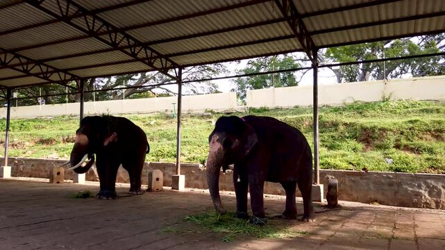 Mysuru, Karnataka, India- July 7 2024; Indian Elephants feeding on green grass under a shelter during Dussehra festival in India.
