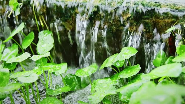 Slow motion hydrocotyle vulgaris and water flowing