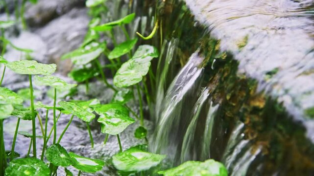 Slow motion hydrocotyle vulgaris and water flowing