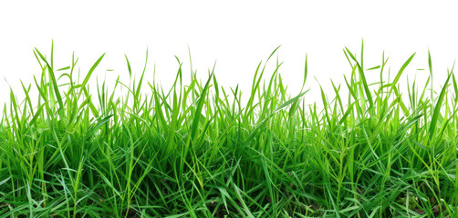 Obraz premium PNG Real grass borders backgrounds plant green.