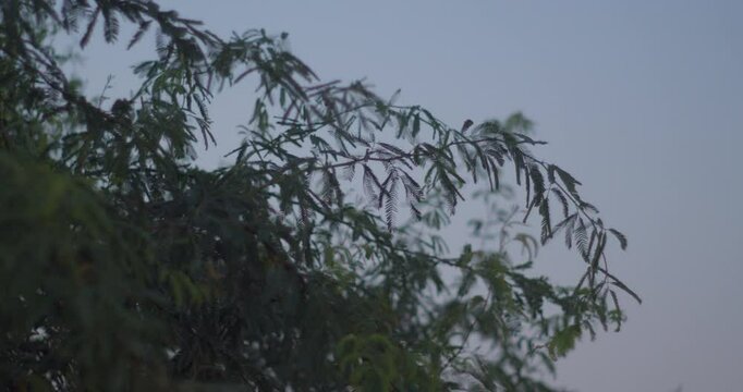 Branches of tree in dusk sky in Riffa