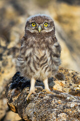 Little Owl, Athene noctua, Mediterranean Forest, Castilla y Leon, Spain, Europe