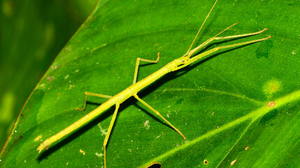 Sick Insect, Bug Sticks, Phasmida, Tropical Rainforest, Napo River Basin, Amazonia, Ecuador, America