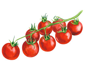 Fresh ripe cherry tomatoes on the branch, Hand drawn watercolor illustration, isolated on white background