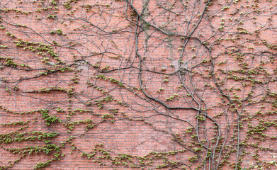 Garden wild grapes on a brick wall