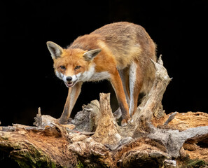 Close up of a fox eating with black background
