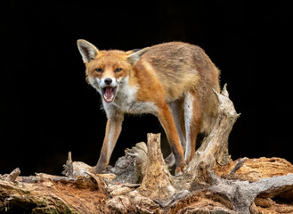 Close up of a fox eating with black background