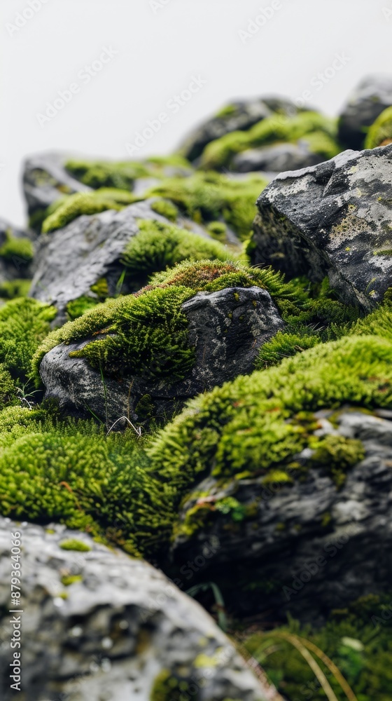 Aufkleber close-up of vibrant moss on rocks, creating lush, serene nature backdrop with intricate textures and