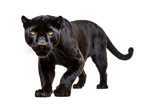 a black panther walking on a white background