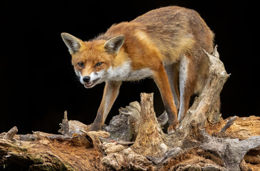 Close up of a fox eating with black background