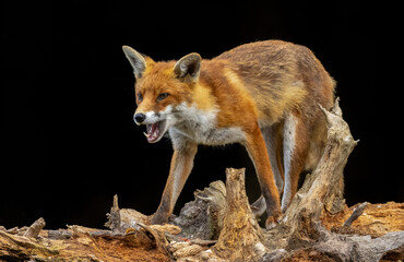 Close up of a fox eating with black background