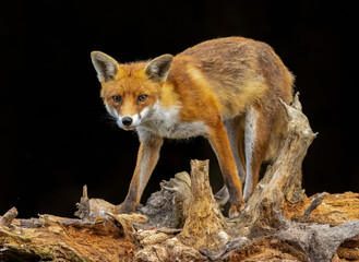 Close up of a fox eating with black background