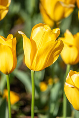 Field of colorful tulips, many red flowers. Field of spring flowers. Tulip field Red tulips, yellow tulips, pink flowers.