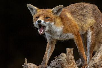 Close up of a beautiful fox eating with black background