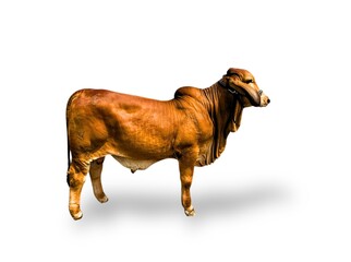 horse isolated on white