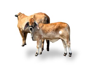 cow isolated on white