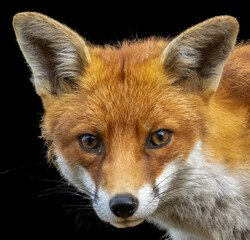 Close up of a beautiful fox eating with black background