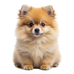 Adorable fluffy pomeranian spitz puppy with short brown fur sits isolated on white background