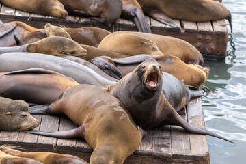 California Sea Lions at Pier 39 San Francisco