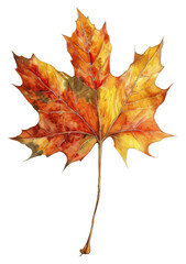 Fototapeta premium PNG Autumn leaves dry brance drawing autumn maple.