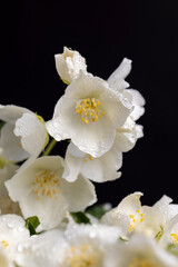 wet white jasmine flowers in the spring season