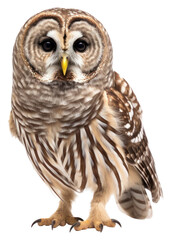 Fototapeta premium PNG Animal beak bird owl.