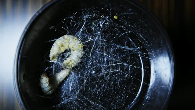 Time lapse of silkworms make cocoon on box