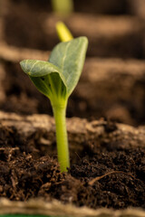 Fototapeta premium the first sprouts of pumpkin and watermelon in paper pots