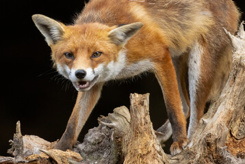 Close up of a beautiful fox eating with black background